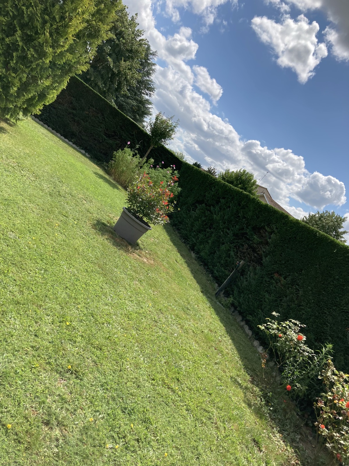 Entretien complet de jardin avec pelouse tondue et haie taillée à Saint-Loubès